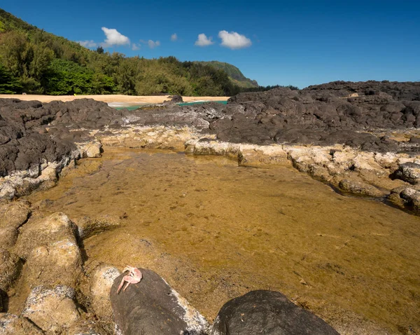 Lumahai Beach Kauai with rocks and crab — Stock Photo, Image