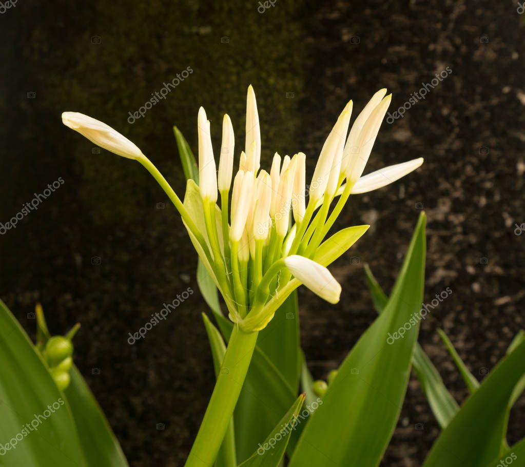 Imágenes: la planta lirio blanco | Flor de lirio blanco de araña en la