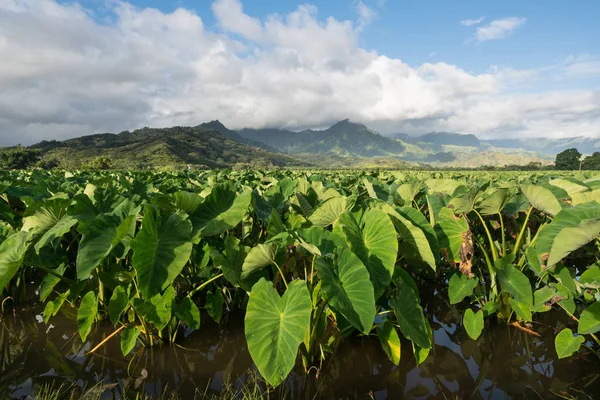 Plantas de taro em Hanalei Valley, em Kauai — Fotografia de Stock