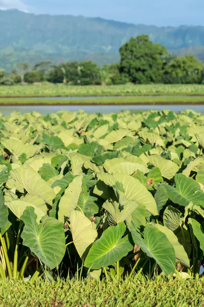 Hanalei'deki Vadisi Kauai bitkilerde Taro — Stok fotoğraf