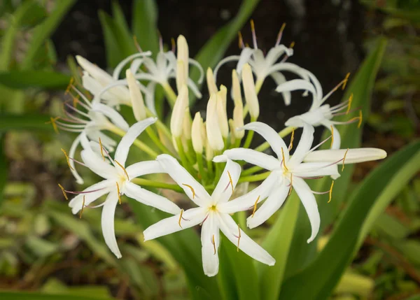 Bílá spider lily květina ve stínu stromu — Stock fotografie