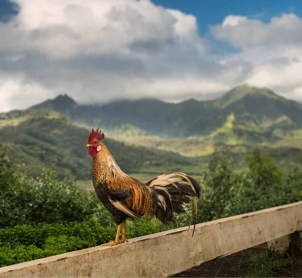 Wild cockerel at Princeville overlook Kauai — Stock Photo, Image