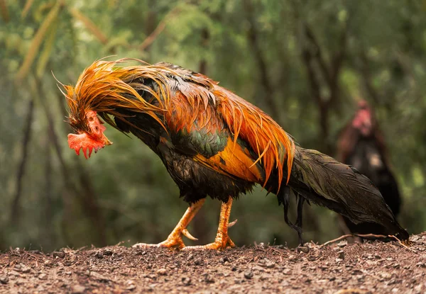 Divoké drůbeže na Kauai namáčení mokré po dešti bouře — Stock fotografie