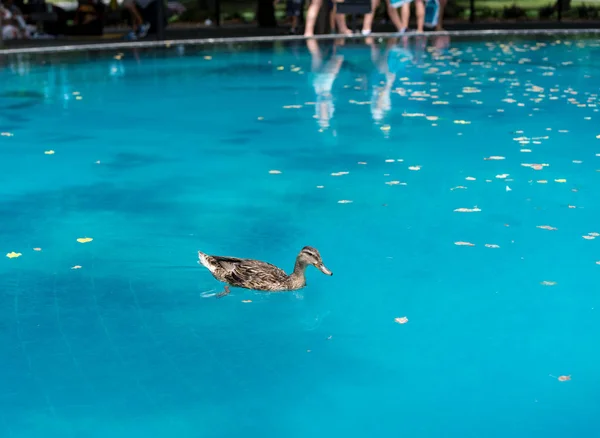 Pato nadando em piscina refletindo no memorial de guerra coreano — Fotografia de Stock