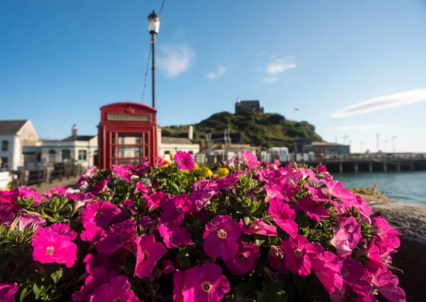 Blumen vor dem Hafen von ilfracombe, devon — Stockfoto