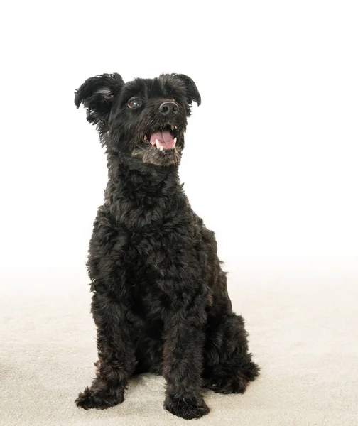 Portrait of black yorkiepoo mix dog — Stock Photo, Image