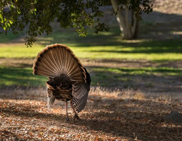 Vista trasera del pavo salvaje pavoneándose bajo el sol — Foto de Stock