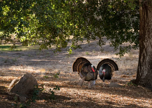 Wild turkeys strutting in sunshine — Stock Photo, Image