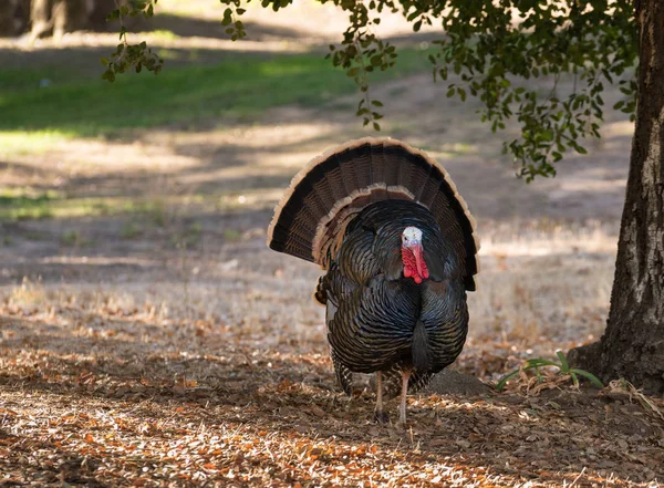 Wild turkeys strutting in sunshine — Stock Photo, Image