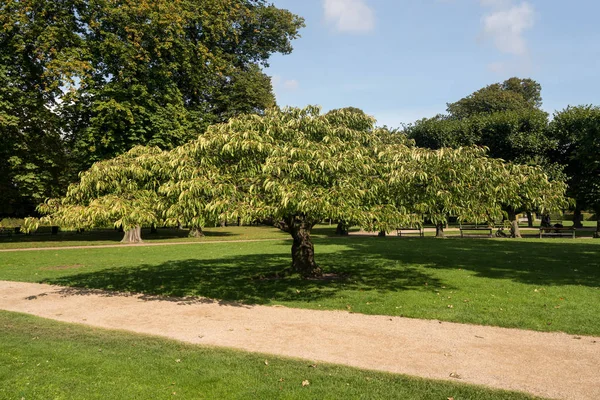 Squat tree en Castle Garden Copenhague Dinamarca — Foto de Stock