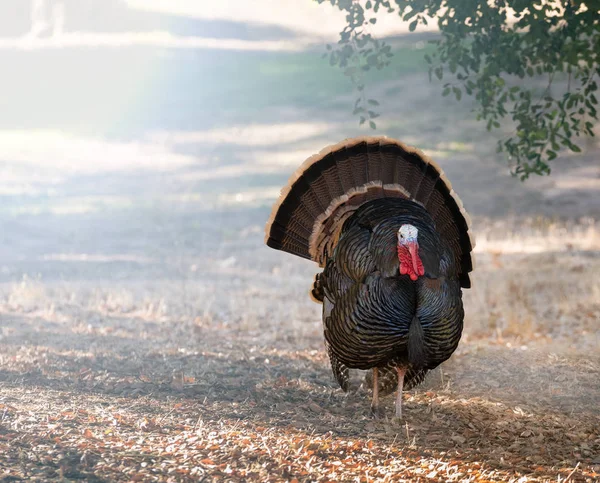 Wild turkeys strutting in sunshine — Stock Photo, Image