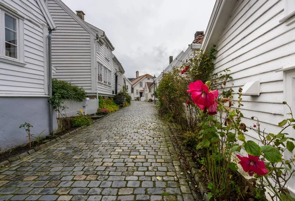 Fleur rouge devant l'étroite rue Stavanger Norvège — Photo