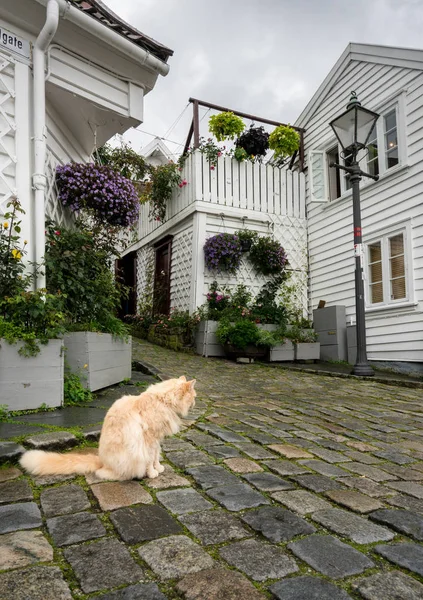Szűk macskaköves utcában, Stavanger, Norvégia — Stock Fotó