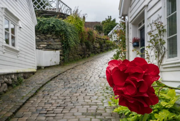Red flower in front of narrow Stavanger Norway street — Stock Photo, Image