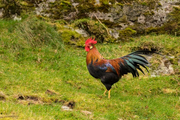 Cock or cockerel on farm in Norway — Stock Photo, Image