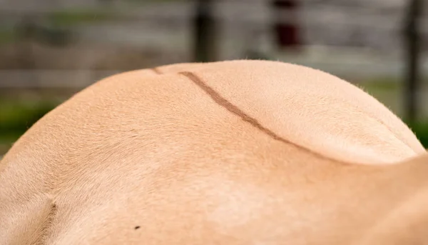 Markante Markierungen und Rückenstreifen des Fjordpferdes — Stockfoto