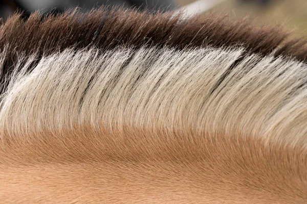 독특 한 무늬와 피오르 말의 갈기 — 스톡 사진