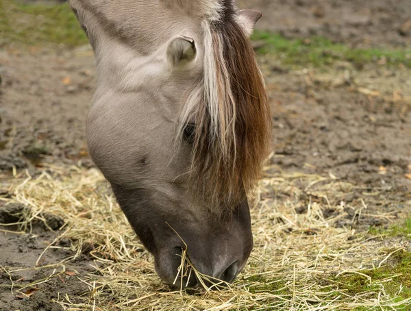 A Fjord Horse megkülönböztető jelzései és sörénye — Stock Fotó