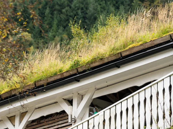 Rasenrasen als Dachmaterial auf norwegischem Stall — Stockfoto