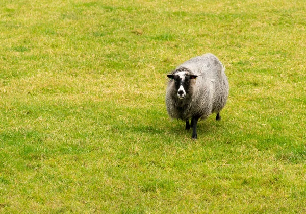 Wypas owiec na norweskich użytkach rolnych — Zdjęcie stockowe