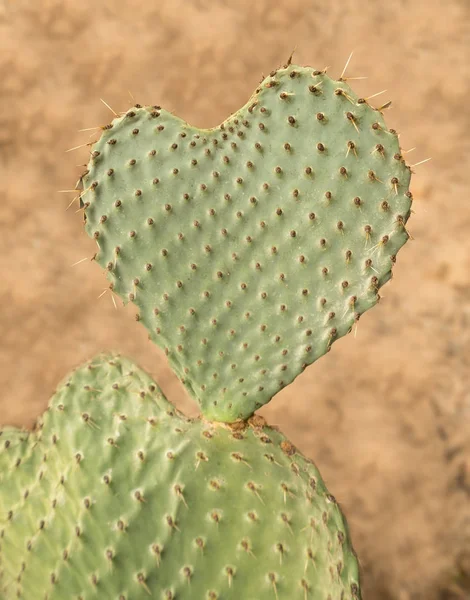 Heart shaped cactus called Prickly Pear — Stock Photo, Image