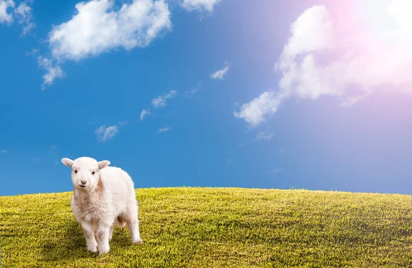 Green grassy meadow with blue sky and easter lamb — Stock Photo, Image
