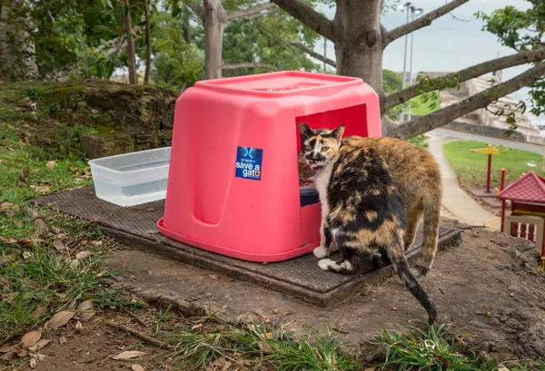 Opslaan van een Gato ziet er na het verlaten van de katten in San Juan — Stockfoto