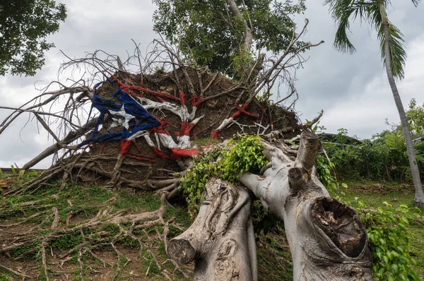 Kasırga Maria San Juan üzerinden düşmüş ağaç — Stok fotoğraf
