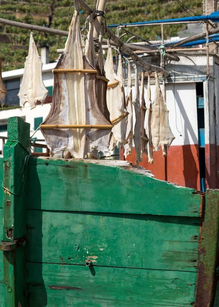 Kedi balığı ya da Morina balığı Camara de Lobos, Madiera kurutma — Stok fotoğraf