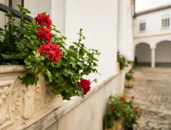 Red flowers in stone flowerpot in front of old courtyard — Stock Photo, Image