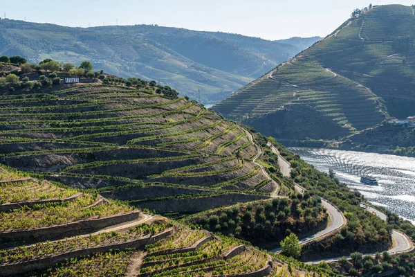 Fileiras de videiras na Quinta do Seixo alinham o vale do rio Douro em Portugal — Fotografia de Stock