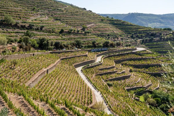 Rader av vinstockar i Quinta do Seixo linje dalen av floden Douro i Portugal — Stockfoto