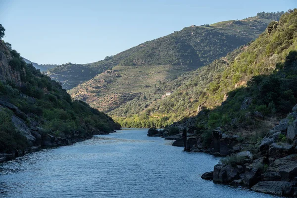 Viña adosada a orillas del río Duero que entra en el estrecho desfiladero —  Fotos de Stock