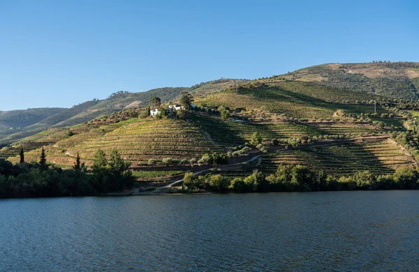 Tarasowa winnica nad brzegiem rzeki Douro w Portugalii — Zdjęcie stockowe