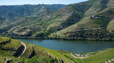 Rows of grape vines line the valley of the River Douro in Portugal clipart