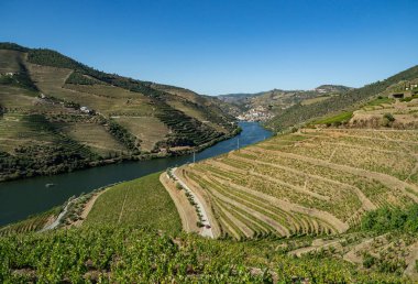 Portekiz 'deki Douro Nehri vadisinde sıralanmış üzüm bağları var.