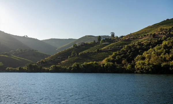 Terrassenförmig angelegter Weinberg am Ufer des Douro in Portugal — Stockfoto
