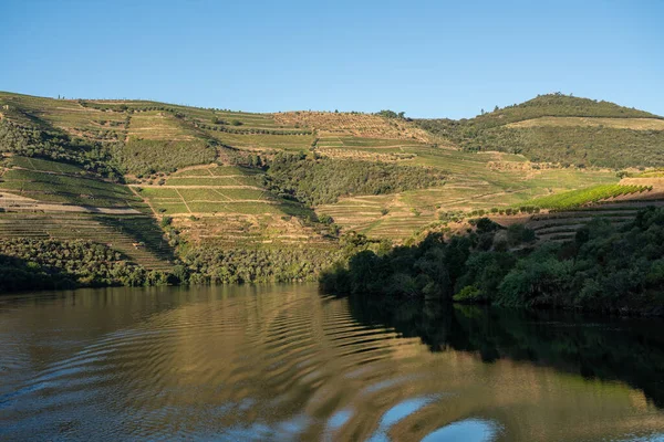 Tarasowa winnica nad brzegiem rzeki Douro w Portugalii — Zdjęcie stockowe