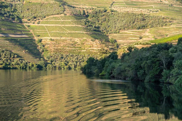 Terrasserad vingård vid floden Douros strand i Portugal — Stockfoto