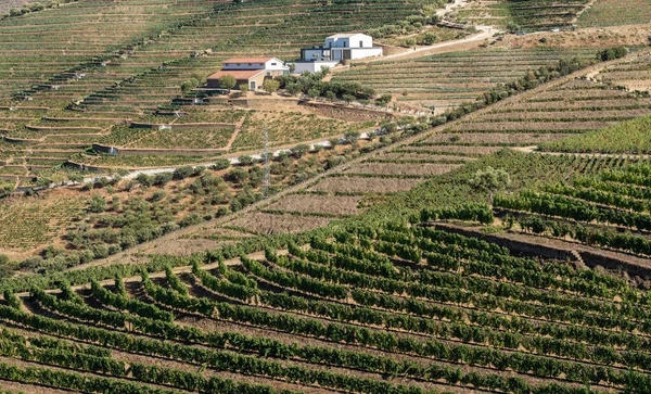 Rzędy winorośli wzdłuż doliny rzeki Douro w Portugalii — Zdjęcie stockowe