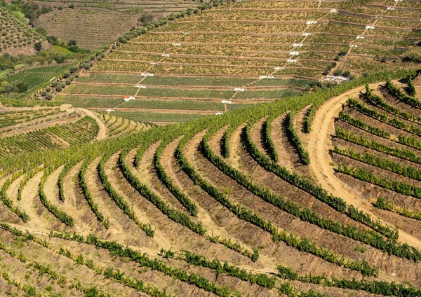Ряди виноградних лоз простягаються вздовж долини річки Дуро (Португалія). — стокове фото