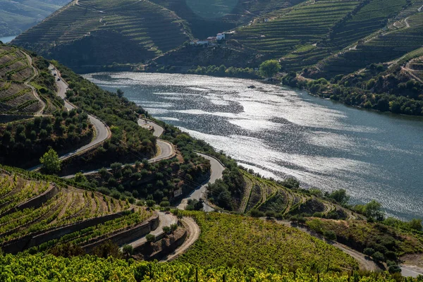 Rader av vinstockar kantar floden Douros dal i Portugal — Stockfoto