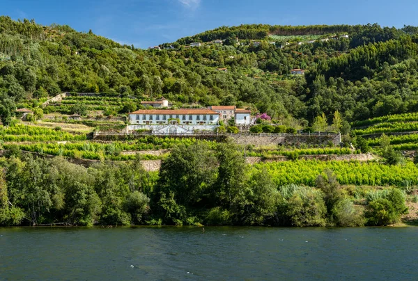 Stara Quinta lub winnica nad brzegiem rzeki Douro w Portugalii — Zdjęcie stockowe
