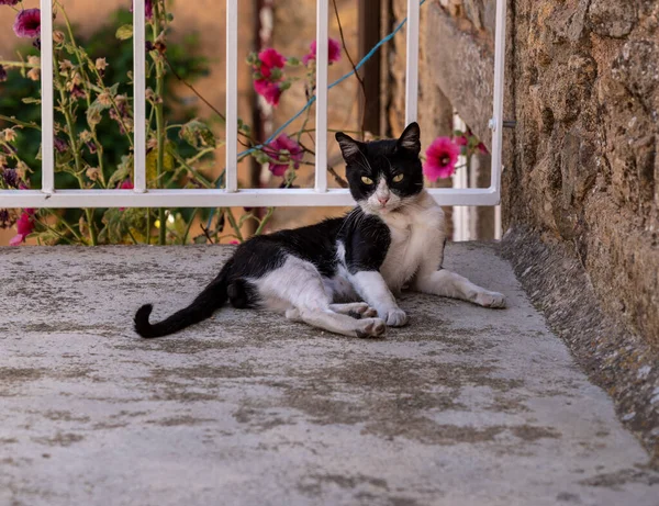 Pequeño gato blanco y negro sentado en el escalón de piedra de la vieja casa en Portugal —  Fotos de Stock