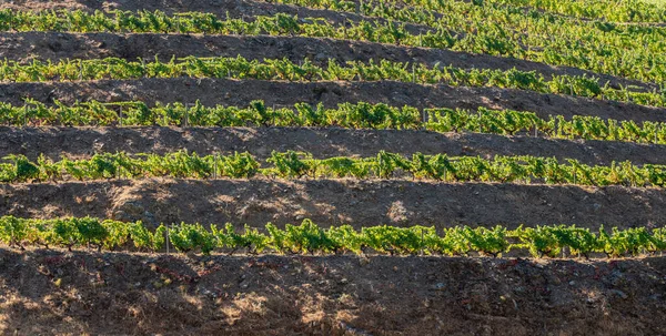 Виноградники на террасах у реки Дуоро в Португалии — стоковое фото