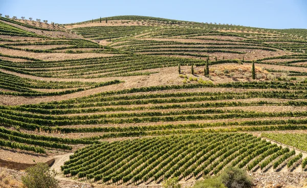 Fileiras de vinha em vinhas em terraços junto ao rio Douro em Portugal — Fotografia de Stock