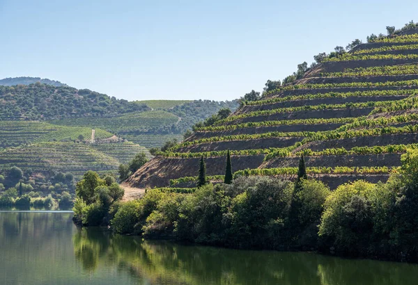Terraced rows of vines in vineyards by river Duoro in Portugal — Stockfoto