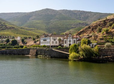 Portekiz 'deki Douro nehrinin kıyısındaki üzüm bağlarında teraslı asmalar.