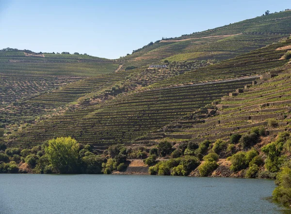 Fileiras de vinha em vinhas em terraços junto ao rio Duoro em Portugal — Fotografia de Stock