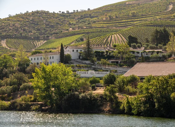 Terraced rzędy winorośli w winnicach nad rzeką Duoro w Portugalii — Zdjęcie stockowe